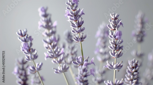 Fresh lavender sprigs, gentle gray background, culinary arts magazine cover, soft morning light effect, close frontal view