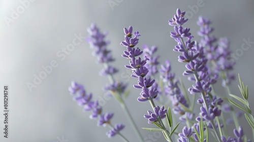 Fresh lavender sprigs  gentle gray background  culinary arts magazine cover  soft morning light effect  close frontal view