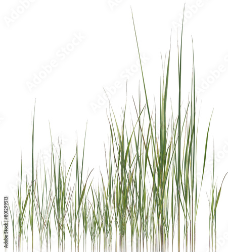 Side view of wild grass