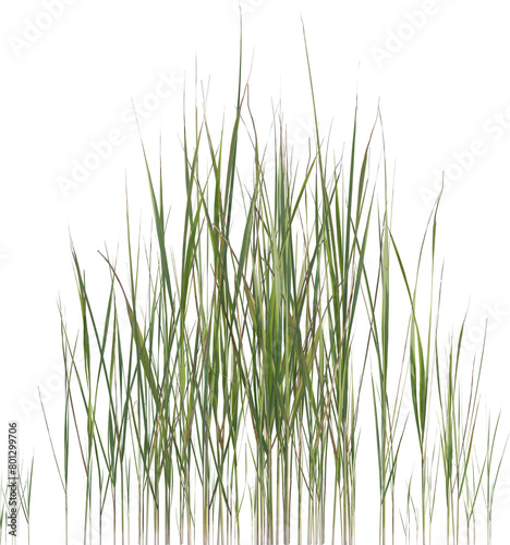 Side view of wild grass