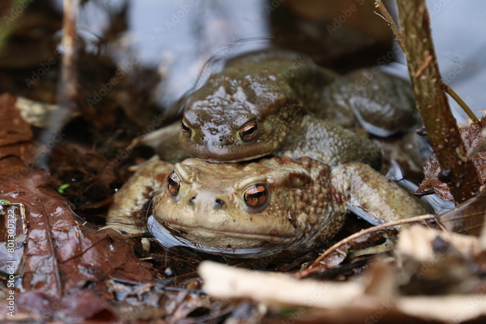 Fototapeta premium Rospo