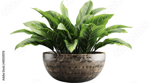 Office Plant in Decorative Pot for Indoor Decoration, Isolated on White, Transparent Background, PNG File, Hand Edited Generative AI