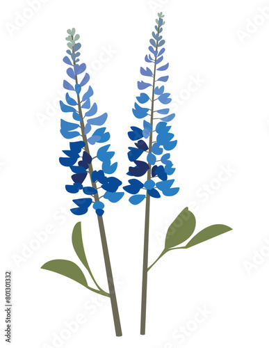 Lupine Vector Art