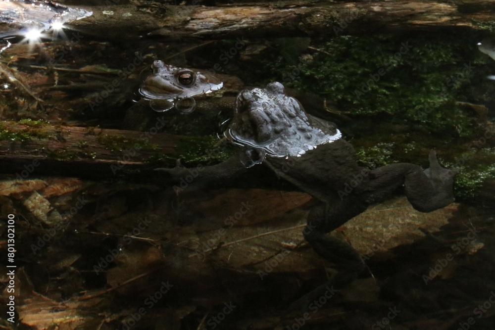 Fototapeta premium Rospo