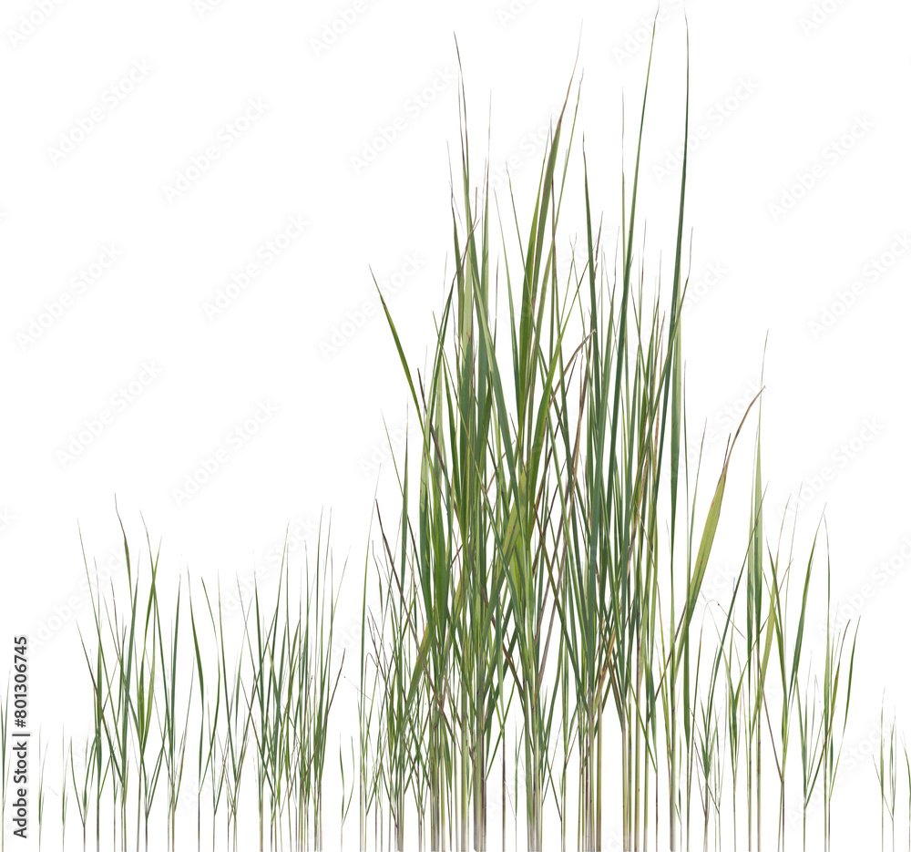 Side view of wild grass Side view of wild grass