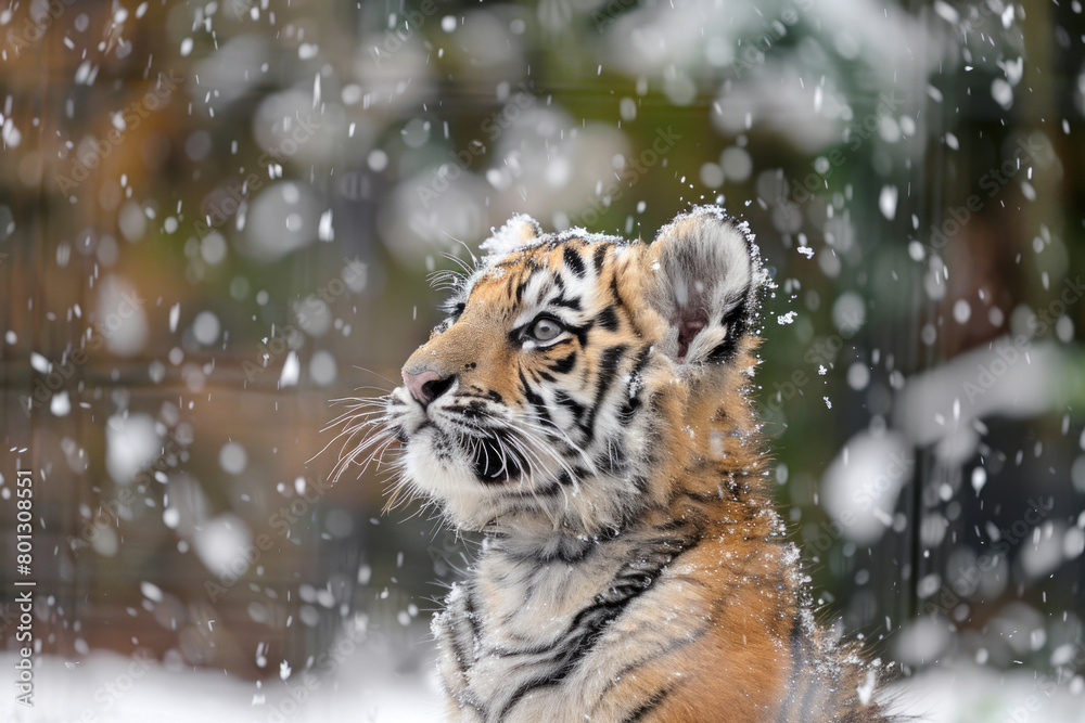 A tiger cub's wonder in the snow