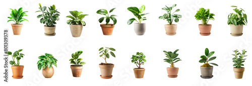 Collection of house plants with pots isolated white or transparent background photo