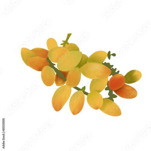 melinjo fruit illustration photo