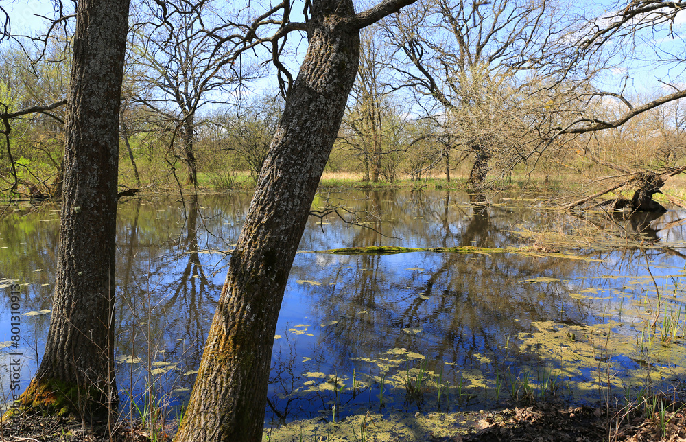 swamp in spring forest