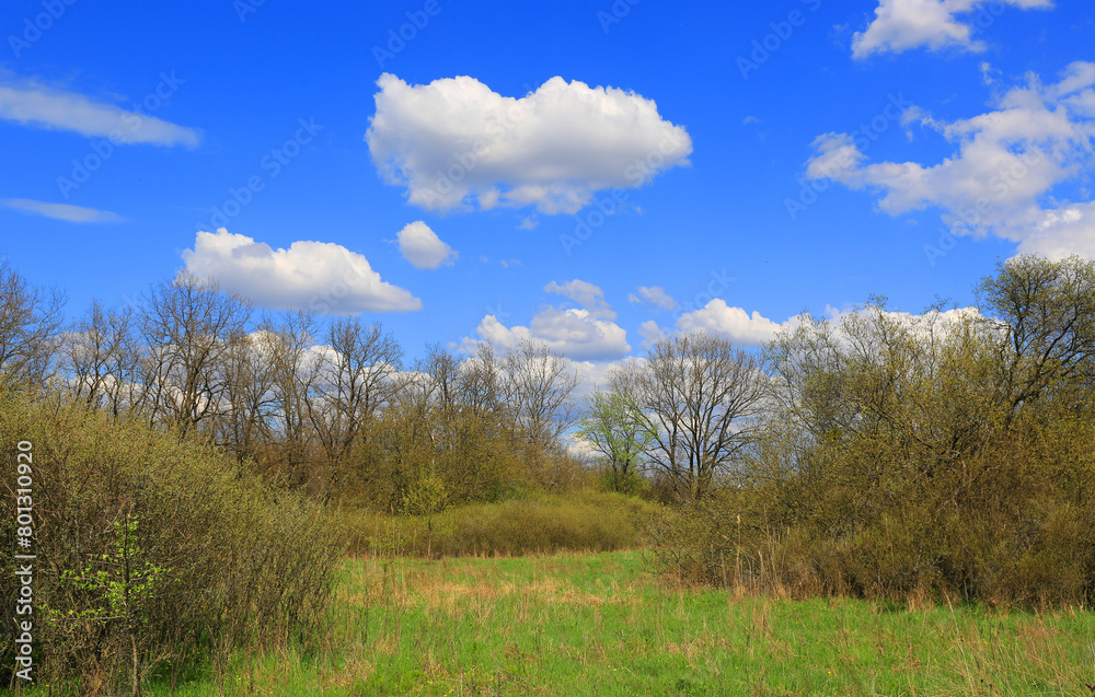 spring scene in forest