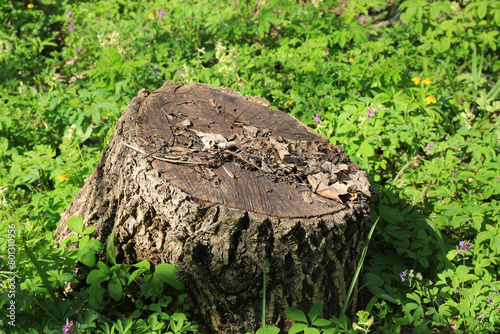 old tree stump in spring forest © Pavlo Klymenko