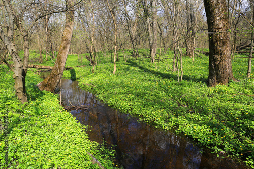 brook in spring forest © Pavlo Klymenko