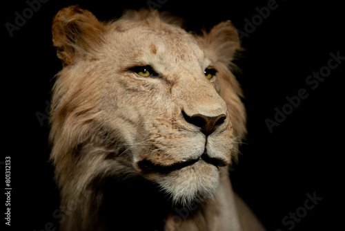portrait de lion © PFphotographies