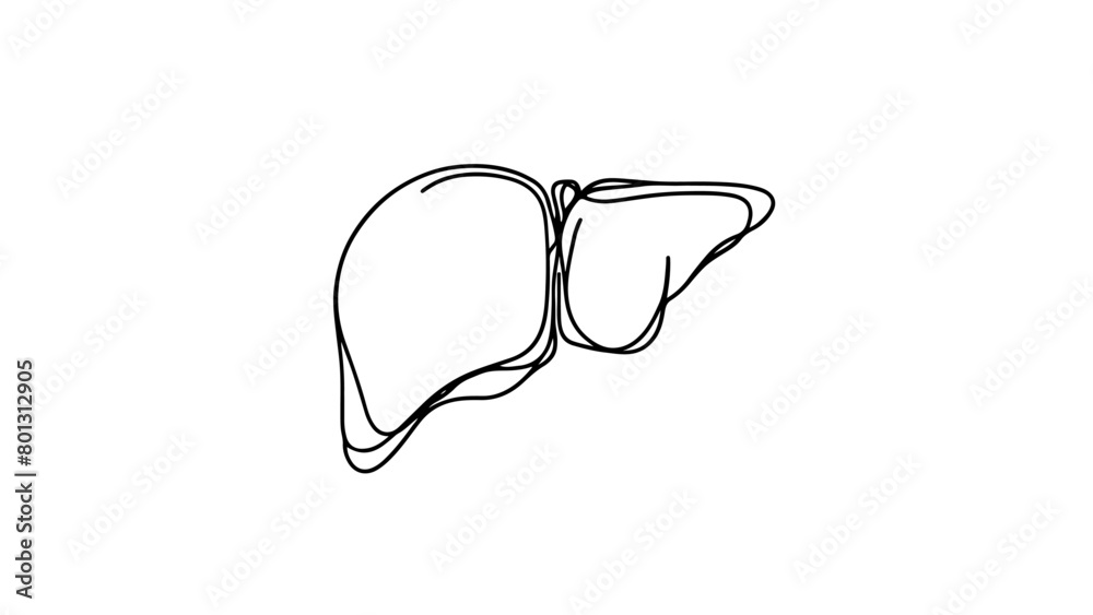 A one continuous line drawing of a human liver A one continuous line drawing of a human liver