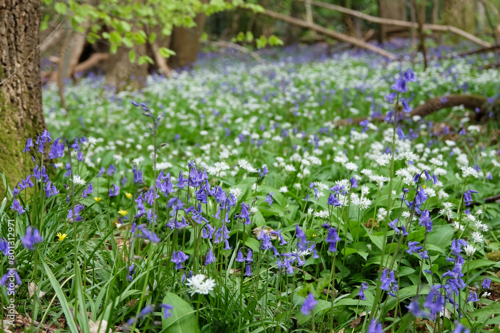 A carpet of bluebells and wild garlic on the woodland floor during the spring.