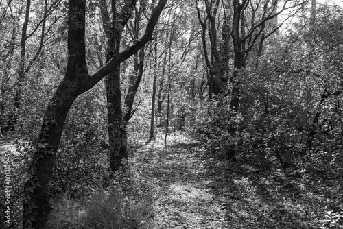 Sous bois en noir et blanc