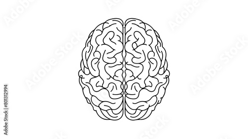 A realistic frontal view of a human brain