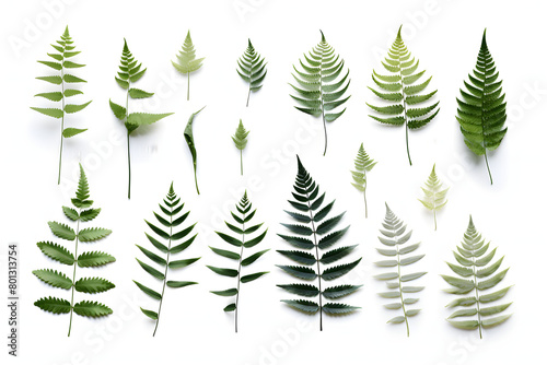 Set of succulent leaves from various species, featuring thick, fleshy parts adapted to store water, isolated on a white background Generative Ai,