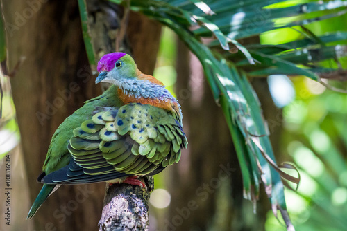 Mariana Fruit Dove Sitting on a Branch, Ptilinopus roseicapilla.