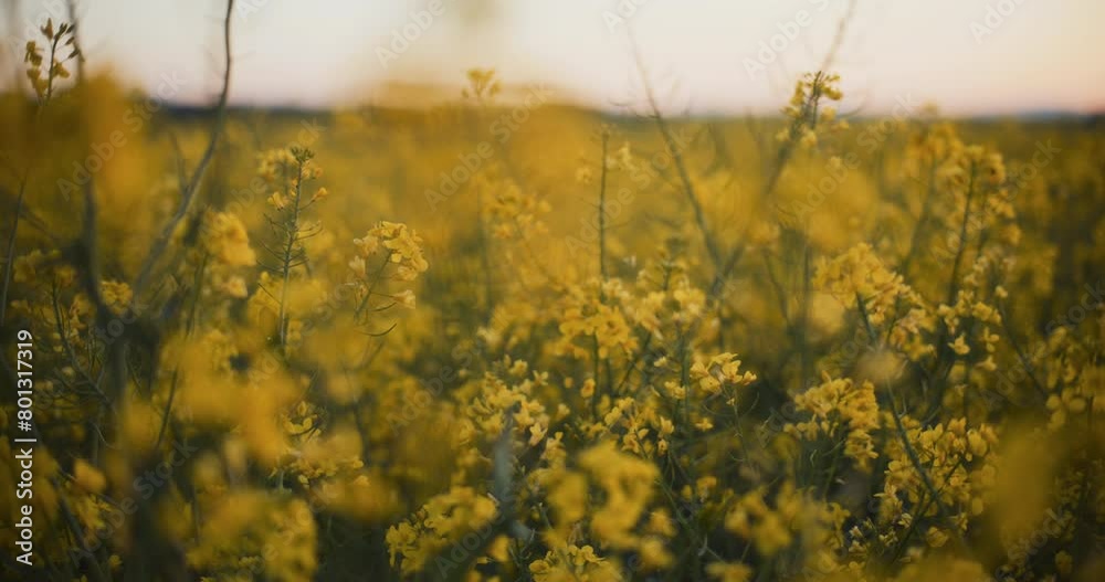 Yellow Oilseed Agricultural Field Yellow Oilseed Agricultural Field