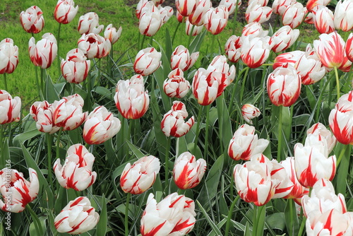 White and Red Sorbet Tulips Flower Bed at the Keukenhof Flower Garden, Netherlands