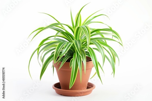 Spider Plant On White Background.