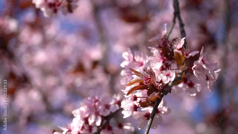 Pink wax cherry blossoms bloom during spring. Japanese cherry blossom tree. 4k video. Pink wax cherry blossoms bloom during spring. Japanese cherry blossom tree. 4k video.