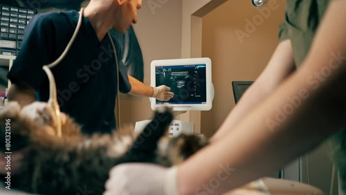 in a veterinary clinic a veterinarian doctor looks at an ultrasound scan of a cat's belly assistants hold