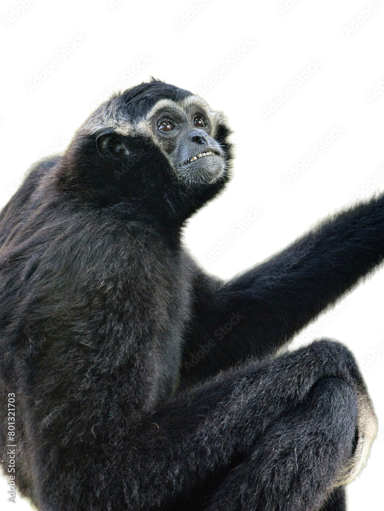 Black Monkey Png