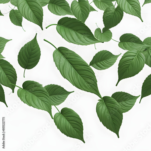 green leaves isolated on white © shiv