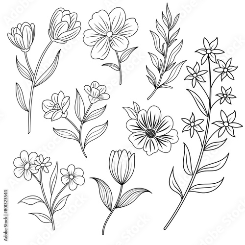 illustration set flowers and leaves, hand drawn line art sketches, collection