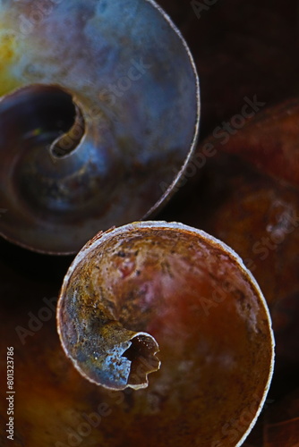 cross section of snail  photo