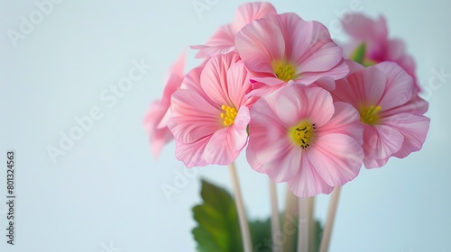 Pink primrose bouquet  minimalist white background  floral arrangement magazine cover  soft diffused lighting  perfectly centered