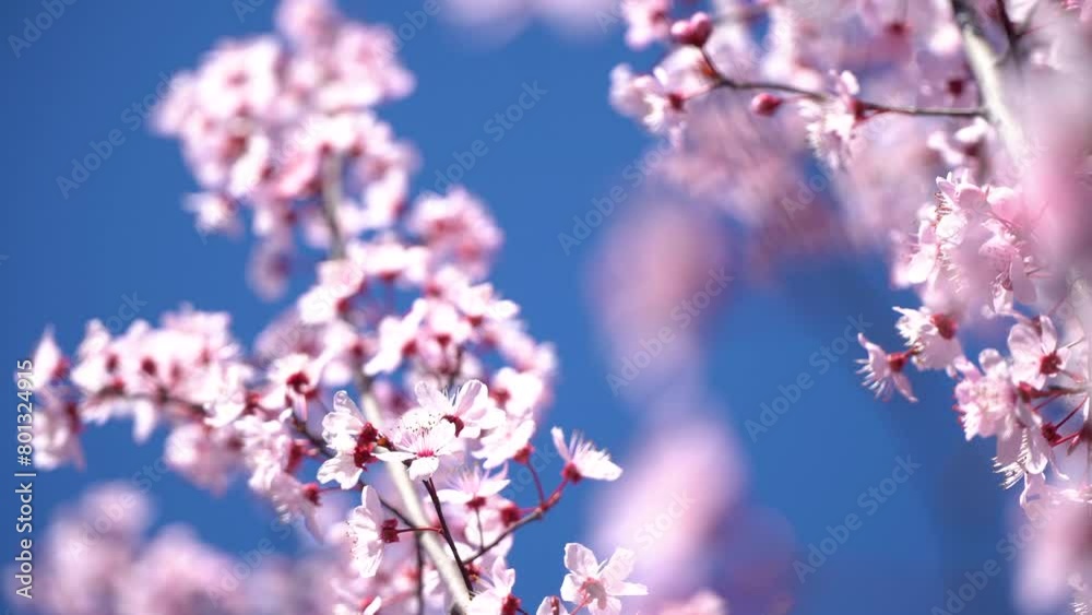 Pink wax cherry blossoms bloom during spring. Japanese cherry blossom tree. 4k video. Pink wax cherry blossoms bloom during spring. Japanese cherry blossom tree. 4k video.