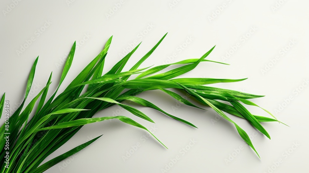 blade of grass on a white background blade of grass on a white background