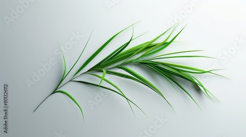 blade of grass on a white background