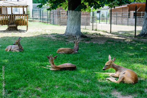 Small baby deers on a green grass in a garden