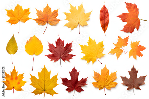 Collection of colorful autumn leaves from different deciduous trees, including maples and oaks, vibrant reds, yellows, and orang Generative Ai, 