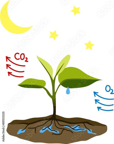 Cellular Respiration Biology Process Illustration