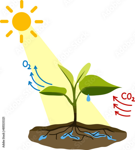 Photosynthesis Biology Process Illustration