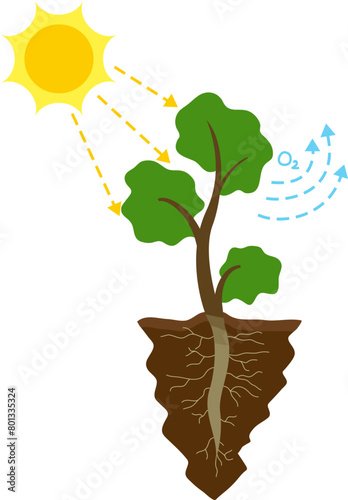 Photosynthesis Biology Process Illustration