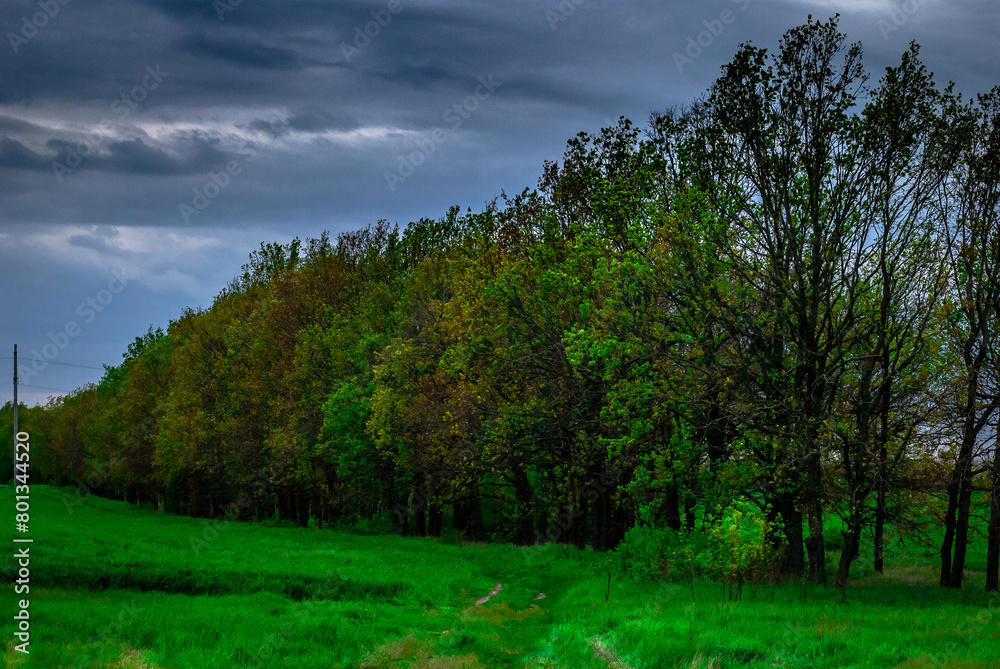 Landscape with trees and forest . Green grass .Summer colors . Field and road. Trees in forest . Stormy weather over the forest . Clouds and rainstorm