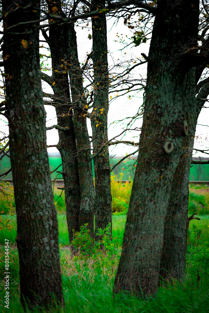 Fototapeta premium Landscape with trees and forest . Green grass .Summer colors . Field and road. Trees in forest . Stormy weather over the forest . Clouds and rainstorm