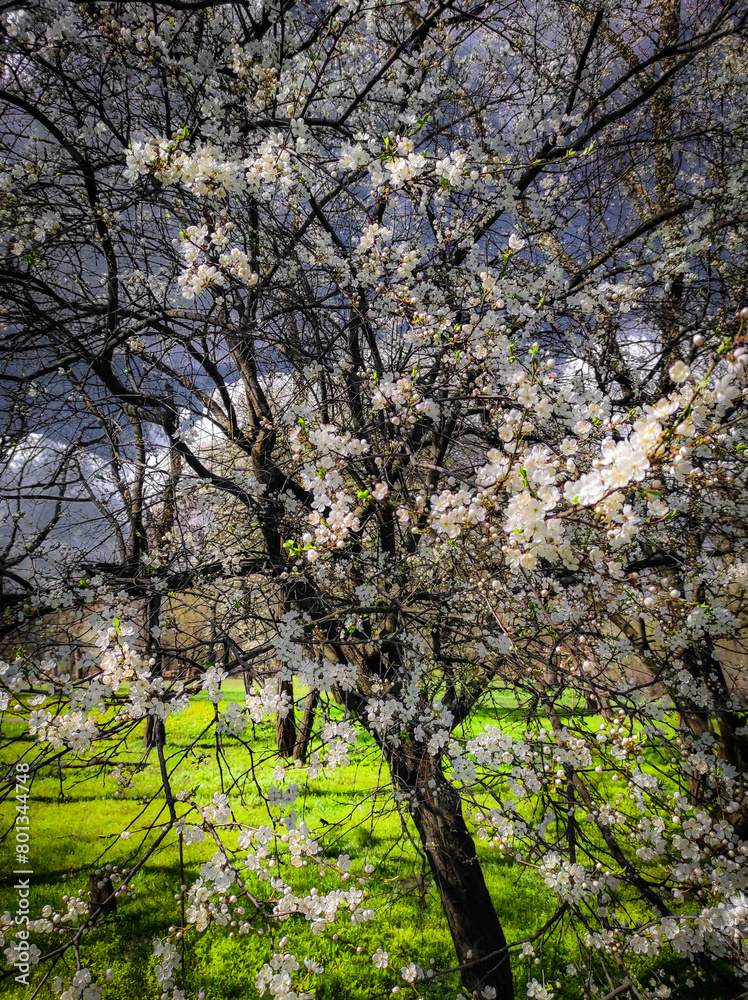 Landscapes and buildings . Forest and trees . Spring landscapes . Lake and trees . Spring beautiful . Fields and Blue sky In Ukraine , Woods and roads Landscapes and buildings . Forest and trees . Spring landscapes . Lake and trees . Spring beautiful . Fields and Blue sky In Ukraine , Woods and roads
