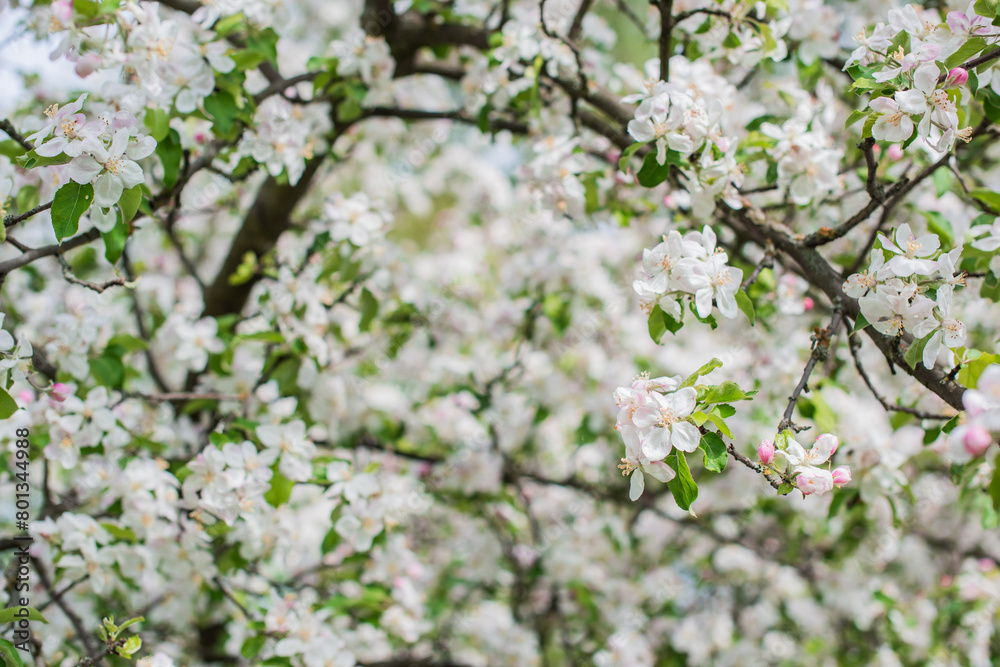 Apples Garden blossom. Concept of flora and gardening. Beautiful white flowers Apples Garden blossom. Concept of flora and gardening. Beautiful white flowers