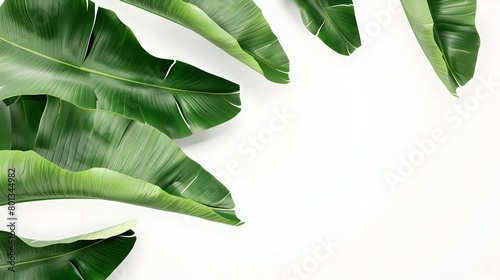 Lush Tropical Banana Leaves on Minimalist Background for Sustainable Lifestyle Design