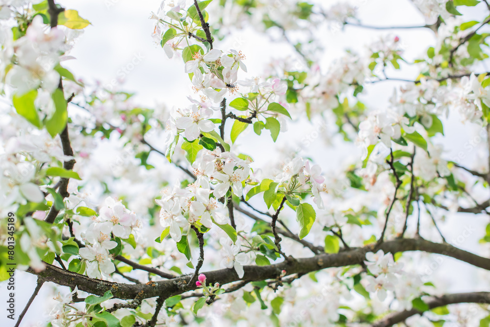 Apples Garden blossom. Concept of flora and gardening. Beautiful white flowers Apples Garden blossom. Concept of flora and gardening. Beautiful white flowers