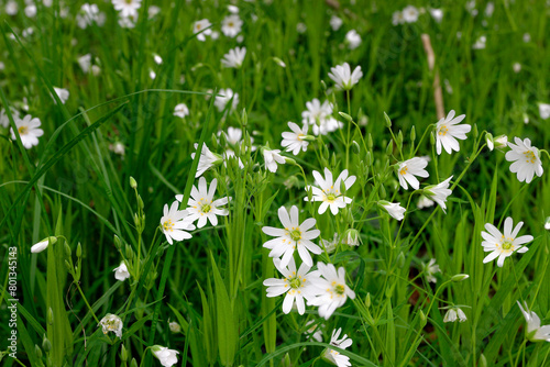 Flowers of Stellaria holostea, the chickweed