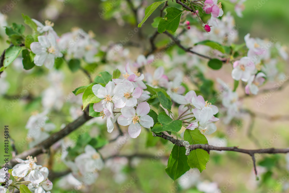 Apples Garden blossom. Concept of flora and gardening. Beautiful white flowers Apples Garden blossom. Concept of flora and gardening. Beautiful white flowers
