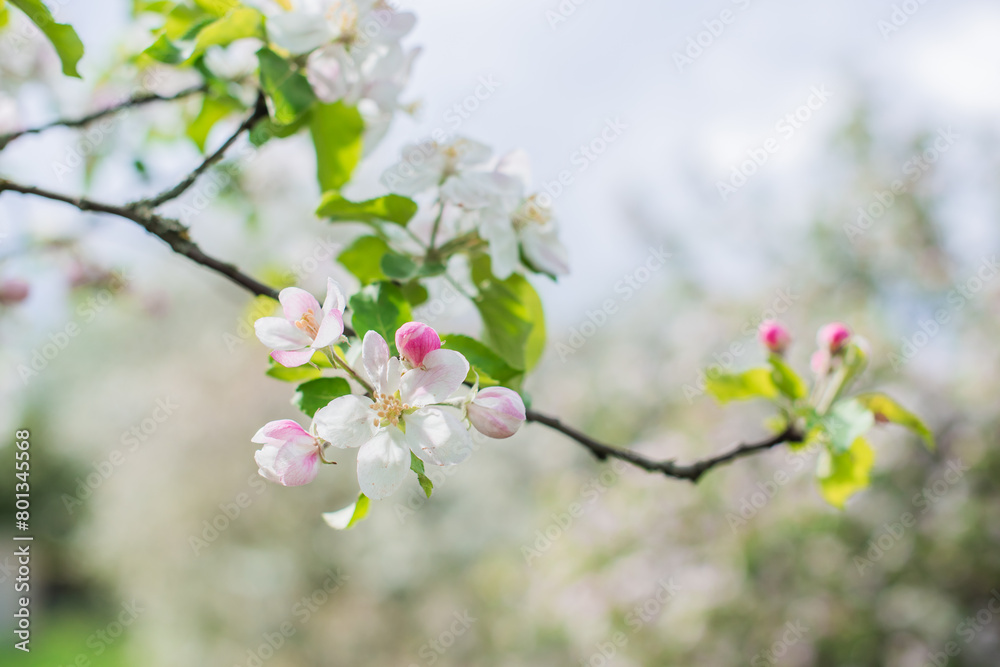 Apples Garden blossom. Concept of flora and gardening. Beautiful white flowers Apples Garden blossom. Concept of flora and gardening. Beautiful white flowers